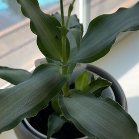 Photo of the plant species Murdannia by @NewGreen13 named Beckham on Greg, the plant care app