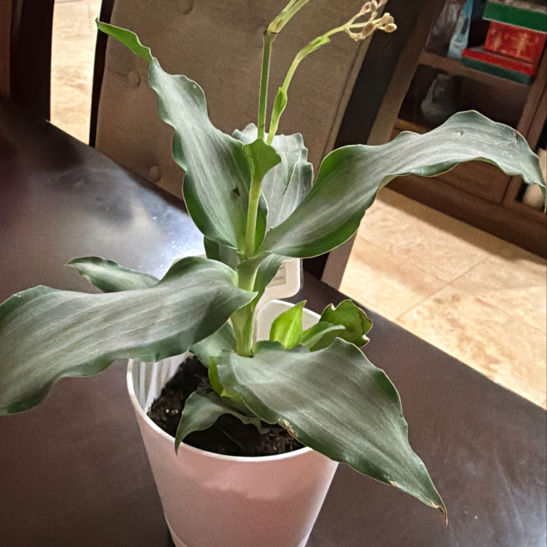 Photo of the plant species Murdannia by @NewGreen13 named Gobi on Greg, the plant care app