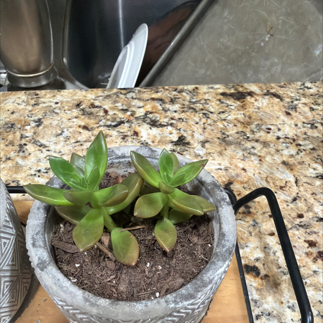 Photo of the plant species Red Edge Echevaria by @NewGreen13 named Mollie on Greg, the plant care app