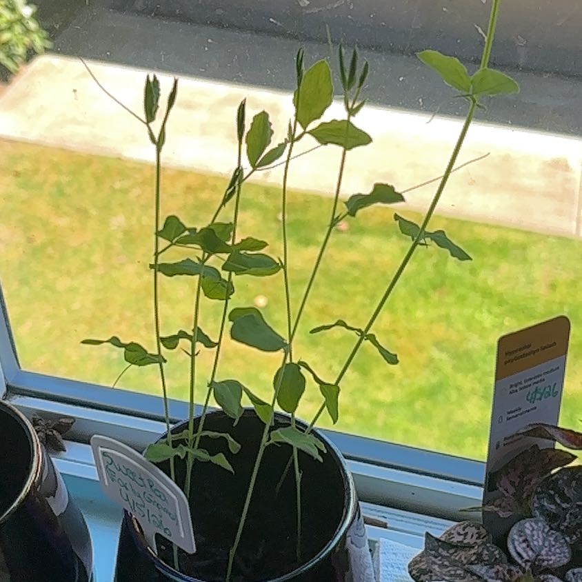 Photo of the plant species Lathyrus Latifolius by @TrySnowqueen96 named Bigleef Smalls on Greg, the plant care app