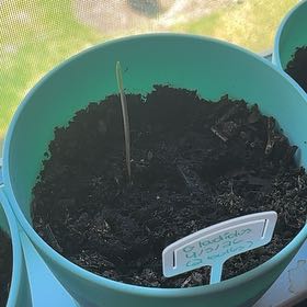 Photo of the plant species Gladiolus by @TrySnowqueen96 named Daphne on Greg, the plant care app