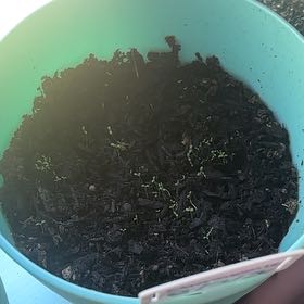 Photo of the plant species Chamomile by @TrySnowqueen96 named Muhammad Ali on Greg, the plant care app