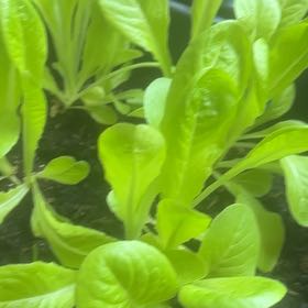 Photo of the plant species Little Gem Lettuce by @TrySnowqueen96 named Luna on Greg, the plant care app