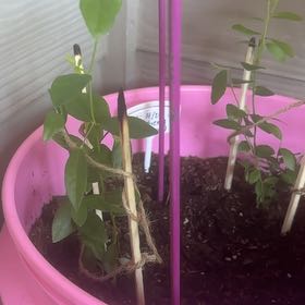 Photo of the plant species Pink Lemonade Blueberry by @TrySnowqueen96 named Tolkien on Greg, the plant care app