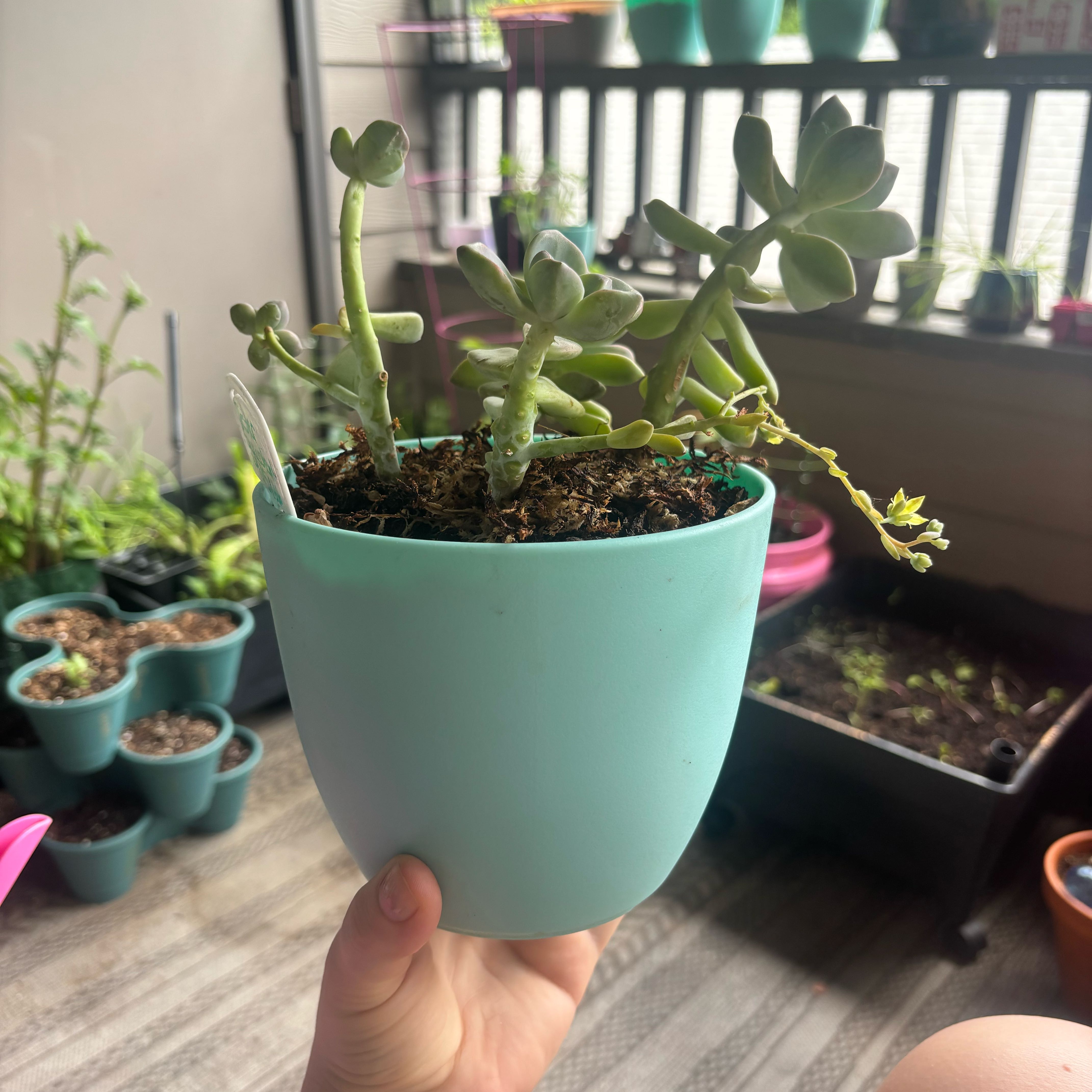 Photo of the plant species Graptopetalum paraguayense 'Jester' by @TrySnowqueen96 named Lola on Greg, the plant care app