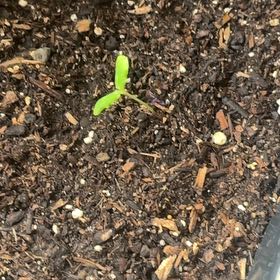 Photo of the plant species Crystal Apple Cucumber by @TrySnowqueen96 named Darwin on Greg, the plant care app