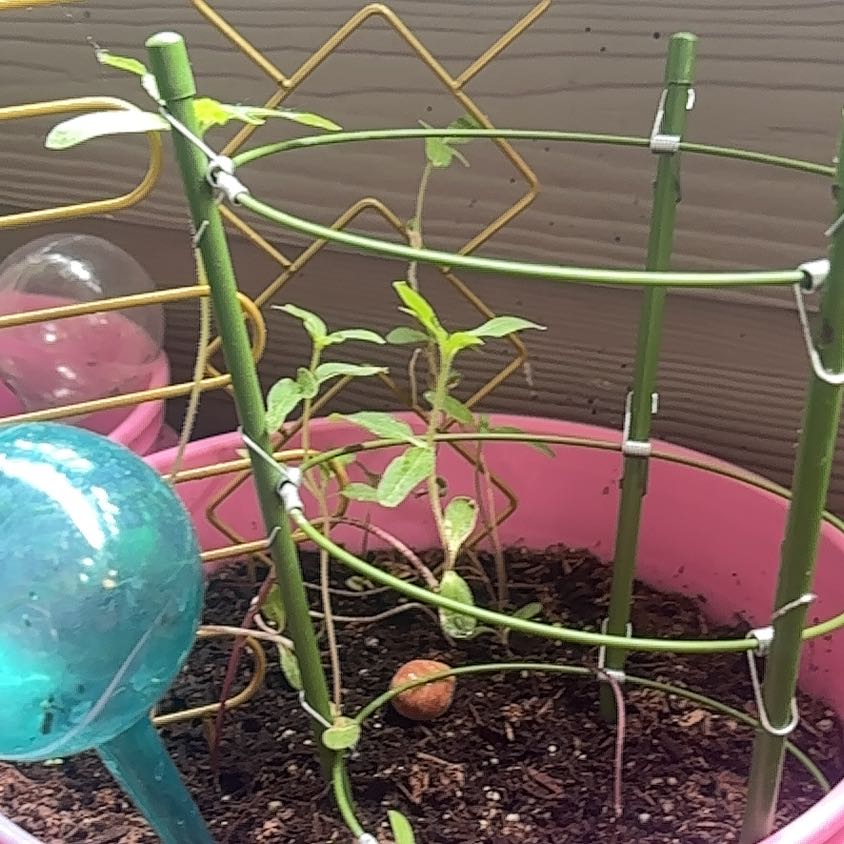 Photo of the plant species Teddy Bear Sunflower by @TrySnowqueen96 named Winston on Greg, the plant care app