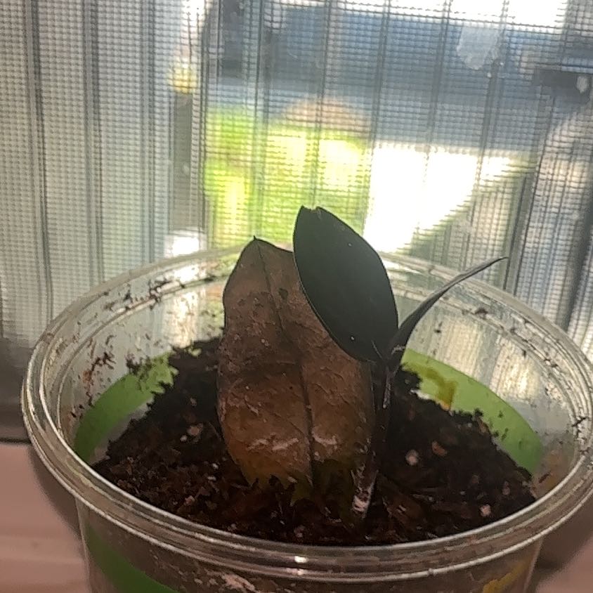 Photo of the plant species Philodendron 'Black Cardinal' by @TrySnowqueen96 named Beyonce on Greg, the plant care app