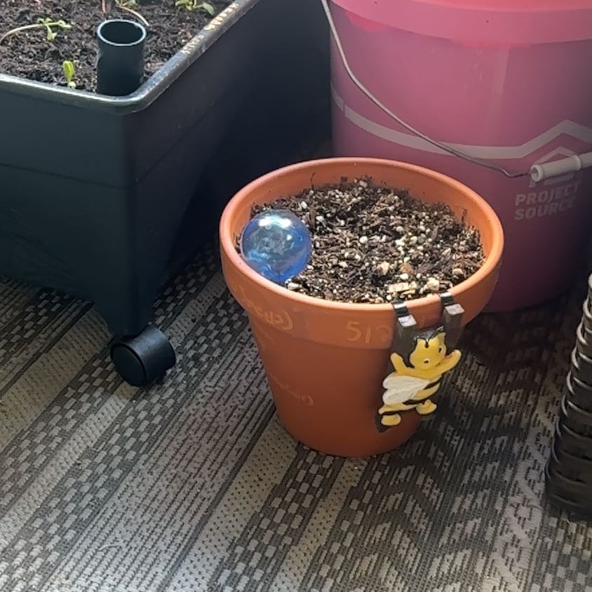 Photo of the plant species Ginger Root by @TrySnowqueen96 named Achilles on Greg, the plant care app