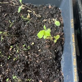 Photo of the plant species Borage by @TrySnowqueen96 named Cleopatra on Greg, the plant care app