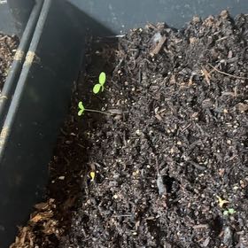 Photo of the plant species Cucamelon by @TrySnowqueen96 named Taylor Swift on Greg, the plant care app