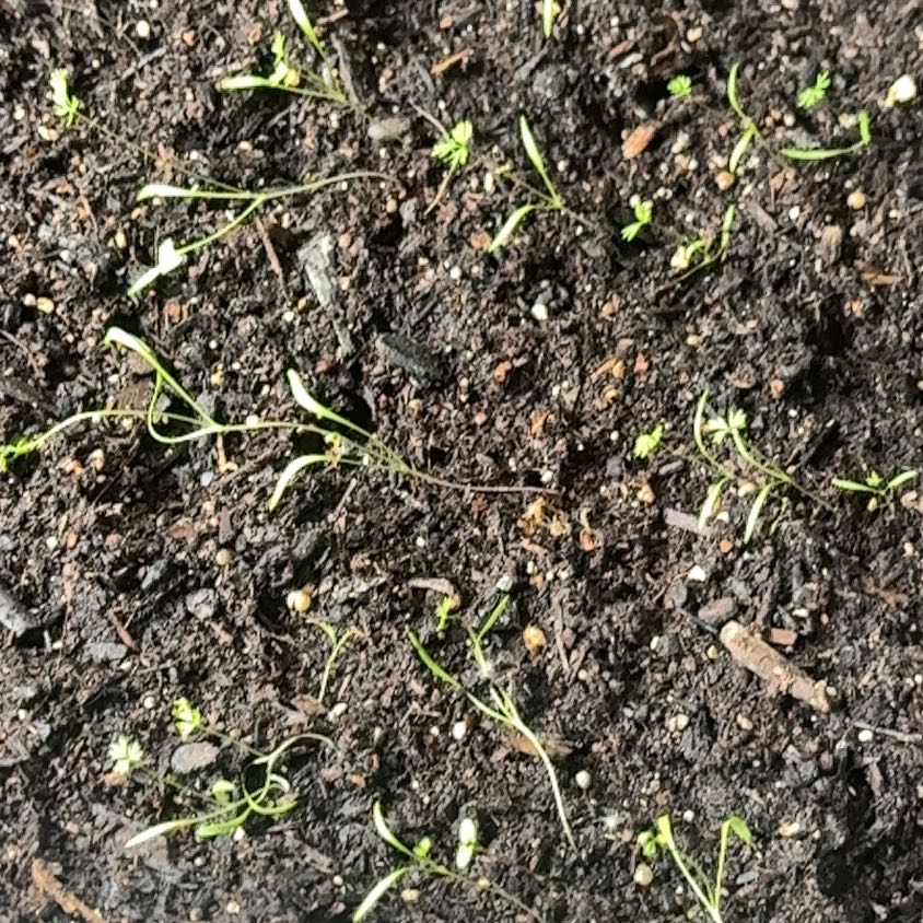 Photo of the plant species Carrot by @TrySnowqueen96 named Austen on Greg, the plant care app