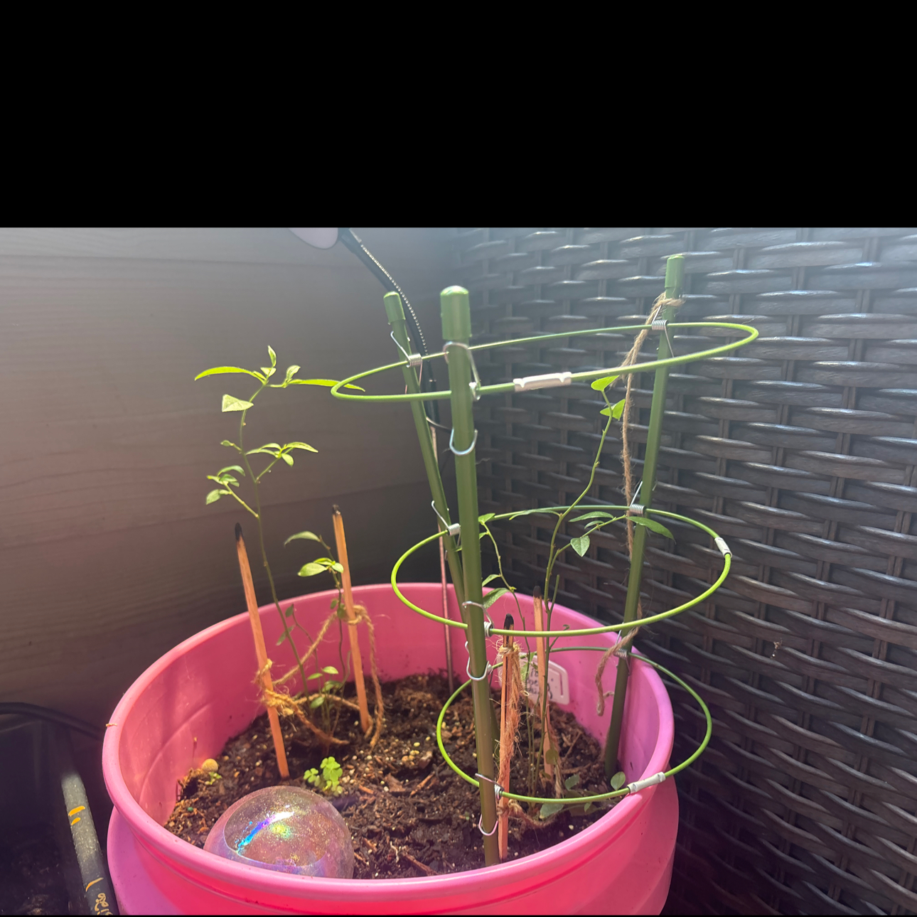 Photo of the plant species Pink Lemonade Blueberry by @TrySnowqueen96 named Tolkien on Greg, the plant care app