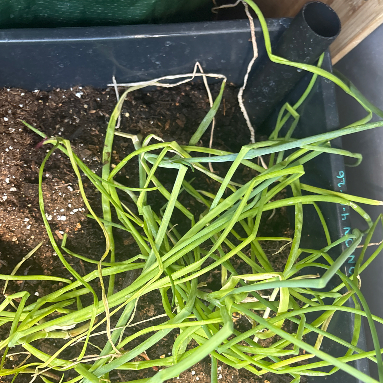 Photo of the plant species Red Onion by @TrySnowqueen96 named Gates on Greg, the plant care app