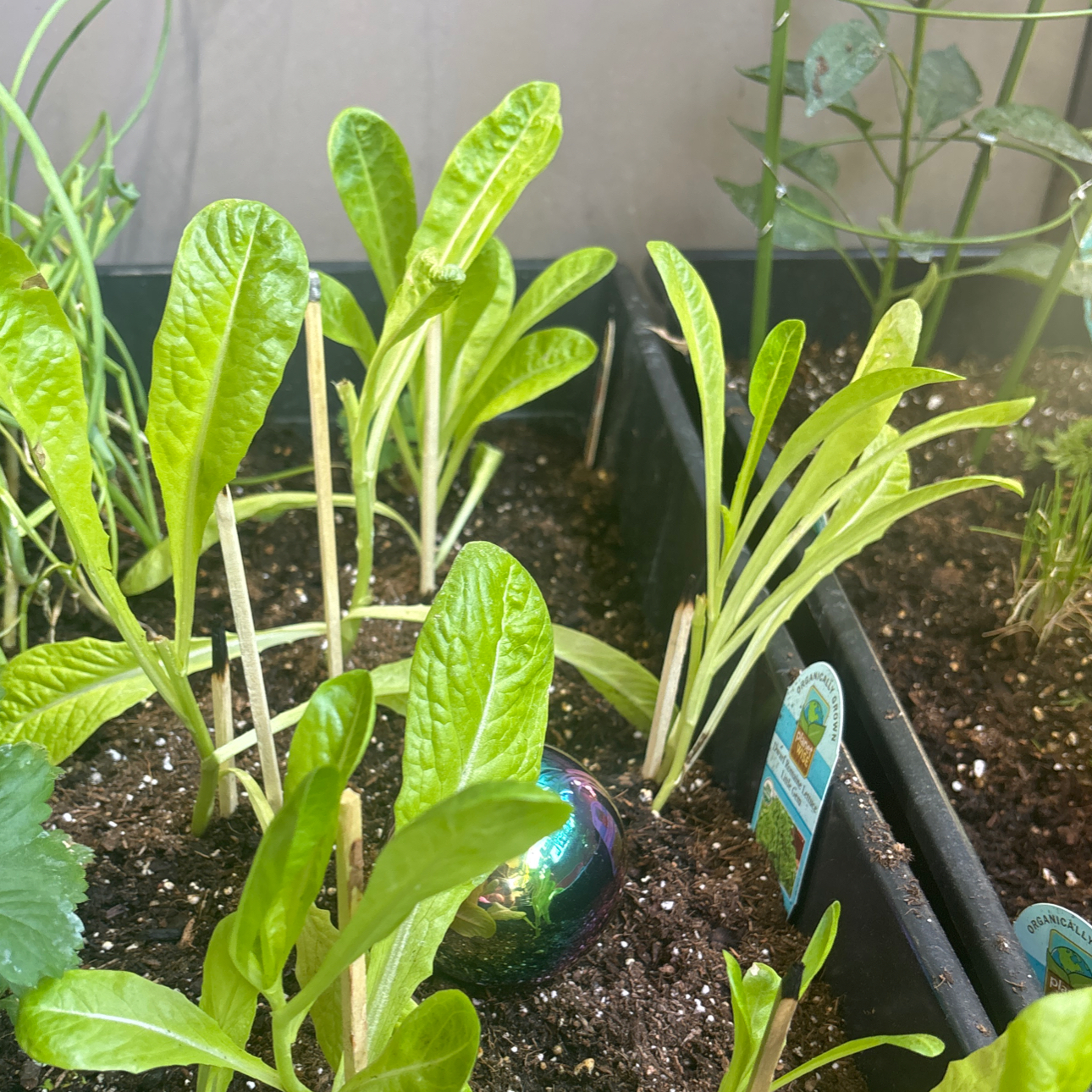 Photo of the plant species Little Gem Lettuce by @TrySnowqueen96 named Luna on Greg, the plant care app