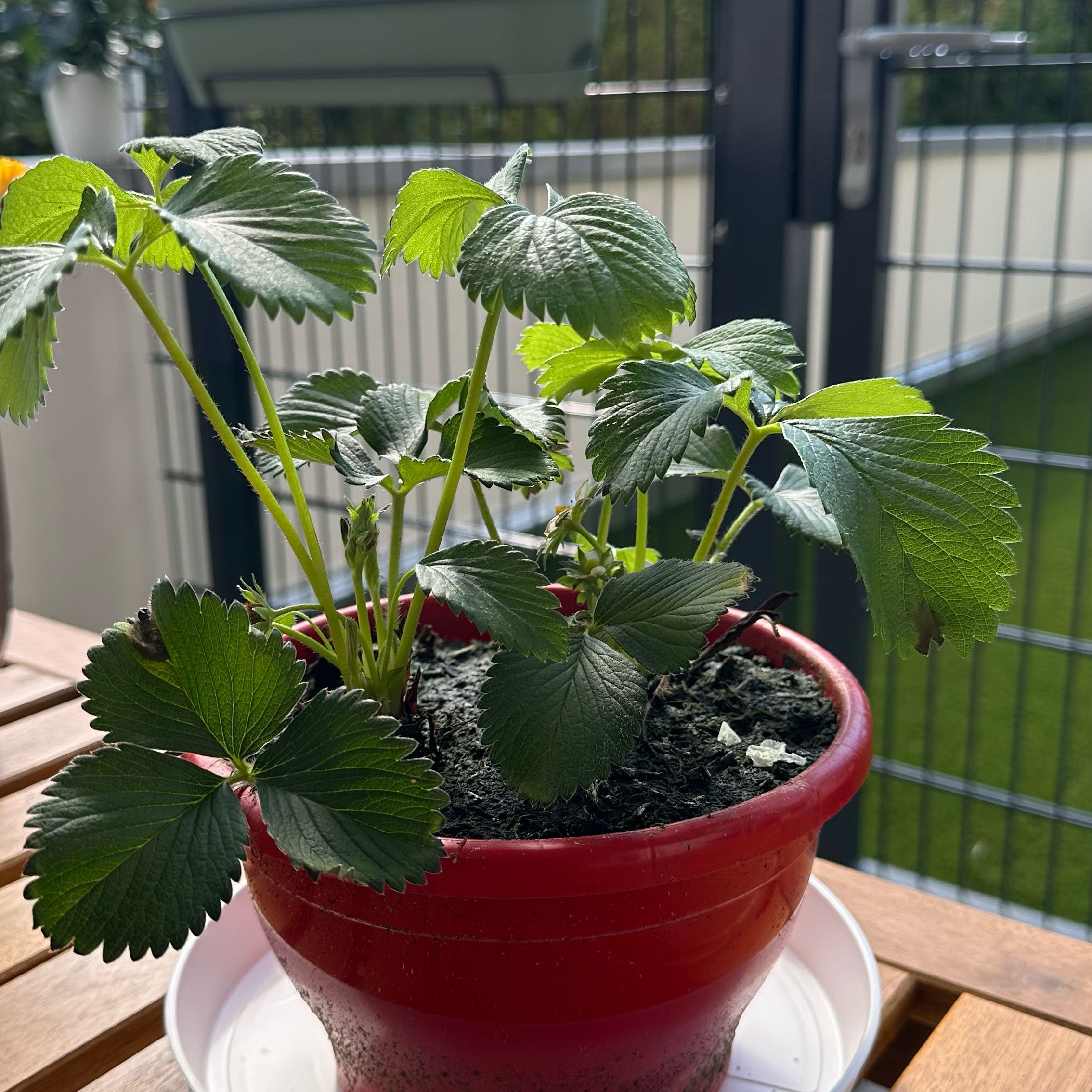 Photo of the plant species Elsanta Strawberry by @AceAngelmoss80 named Dax on Greg, the plant care app
