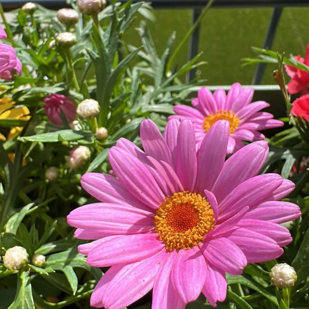 Photo of the plant species Marguerite by @AceAngelmoss80 named Planty on Greg, the plant care app