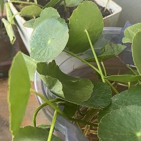 Photo of the plant species Manyflower Marshpennywort by @GrowingCactus3 named Sonora on Greg, the plant care app