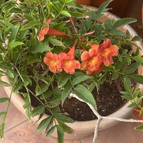 Photo of the plant species Cape Honeysuckle by @GrowingCactus3 named Coco on Greg, the plant care app