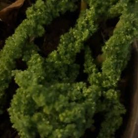 Photo of the plant species Toothed Plagiomnium Moss by @PlentifulMira59 named Figyonce on Greg, the plant care app