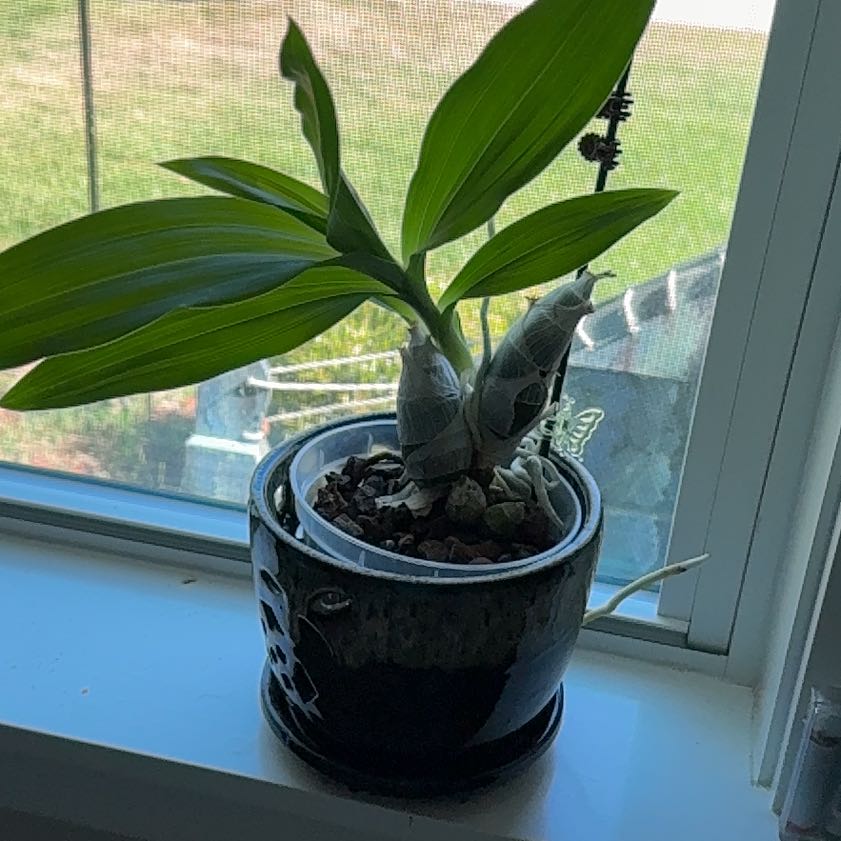 Photo of the plant species Dancing-Lady Orchid by @RobustChamomile named Muhammad Ali on Greg, the plant care app