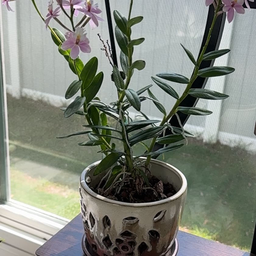 Photo of the plant species Fire Star Orchid by @RobustChamomile named Kardashian on Greg, the plant care app
