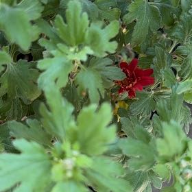 Photo of the plant species Mums by @RobustChamomile named Darwin on Greg, the plant care app
