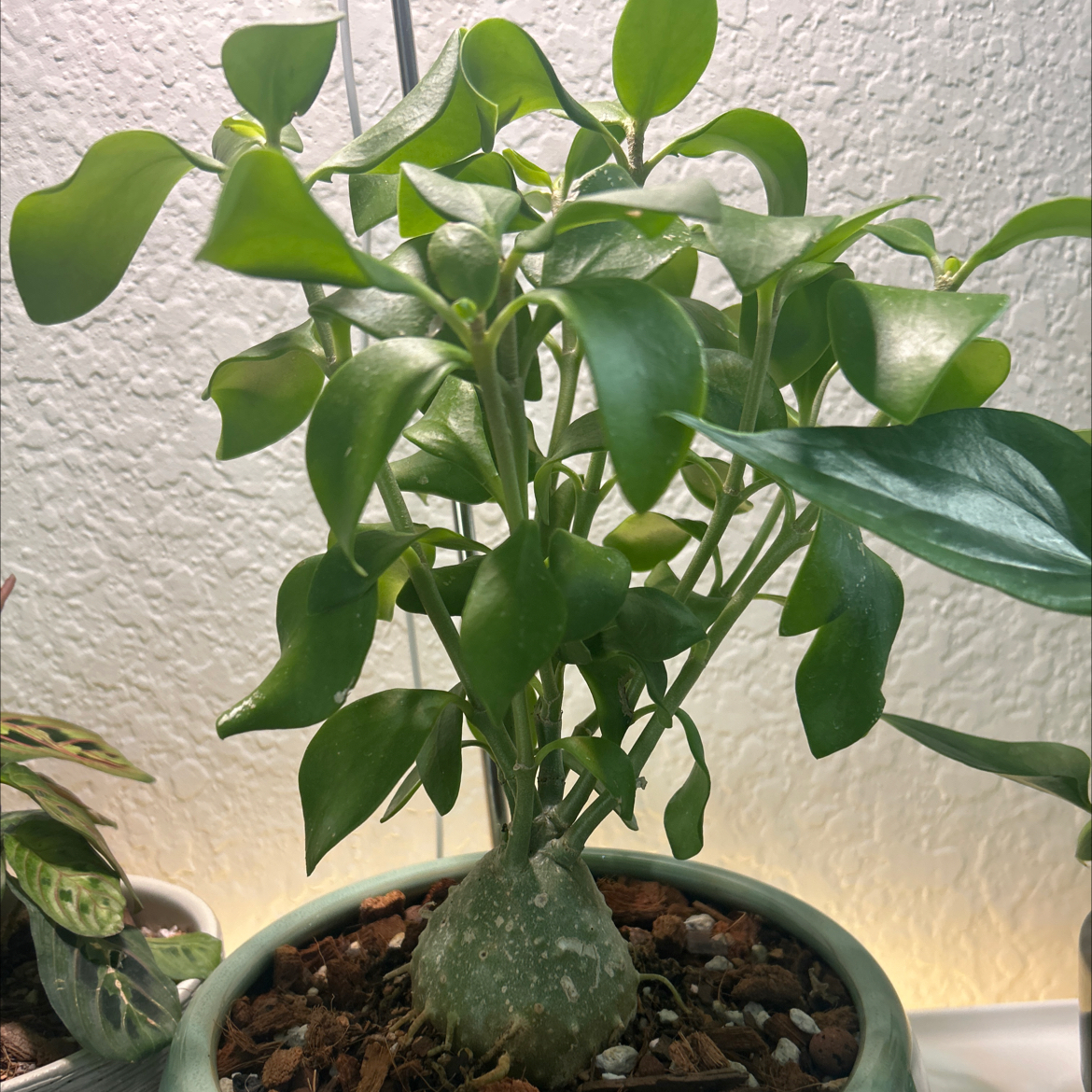 Photo of the plant species Ant plant by @ZippyIngaedulis named ANT on Greg, the plant care app