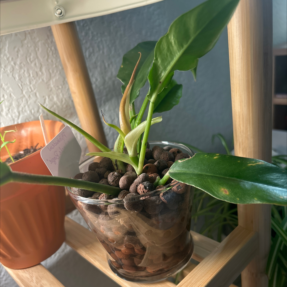 Photo of the plant species philodendron Jungle Boogie by @ZippyIngaedulis named Baloo on Greg, the plant care app