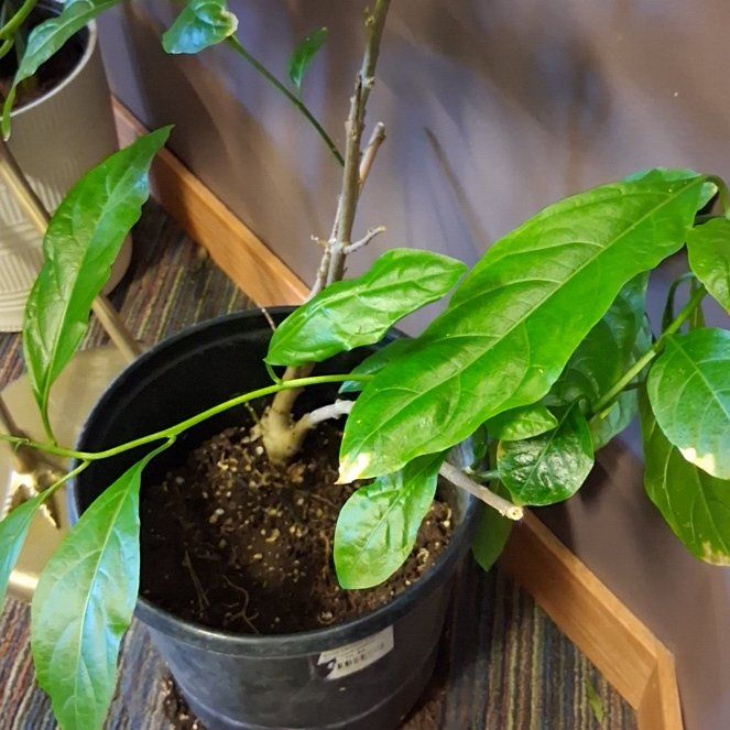 Photo of the plant species Night-Blooming Jessamine by @NeatAjwain91 named Forrest on Greg, the plant care app