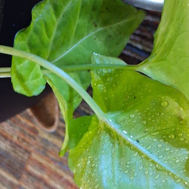 Photo of the plant species Creamsicle Arrowhead Plant by @NeatAjwain91 named Winston on Greg, the plant care app