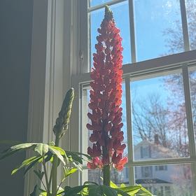 Photo of the plant species Big-Leaved Lupine by @PetDogrose68 named Forrest on Greg, the plant care app