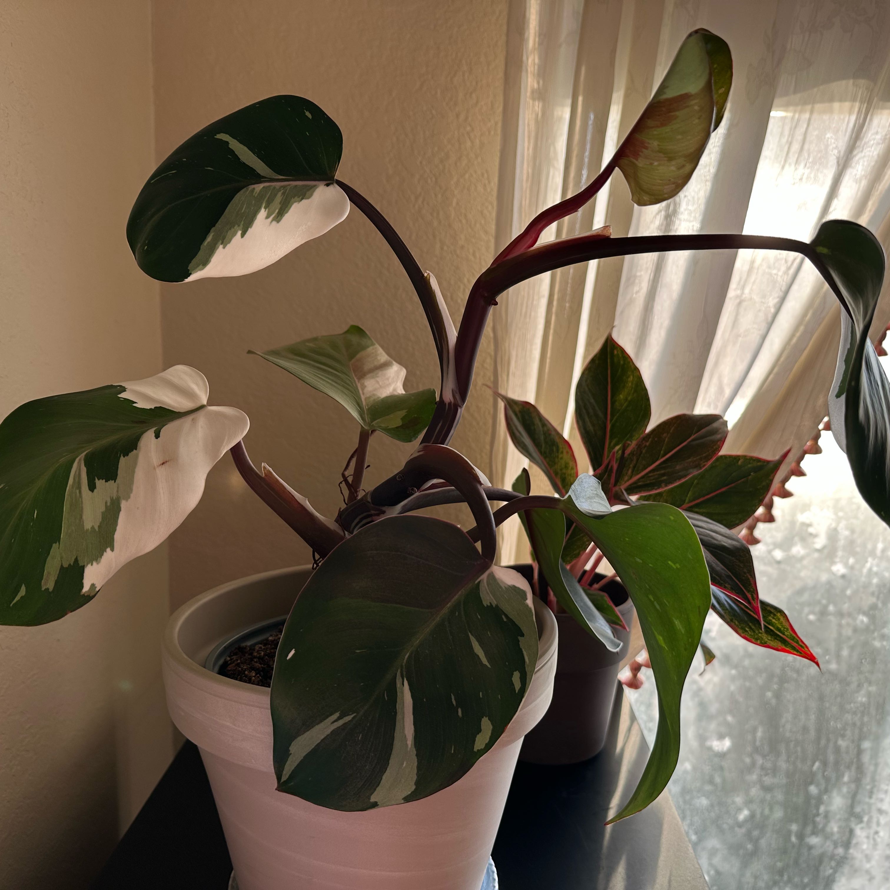Photo of the plant species White Knight by @ConsonantYuzu7 named Phil on Greg, the plant care app