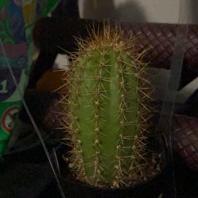 Photo of the plant species Echinopsis 'Huascha' by @HunkyKamahi36 named Cletus on Greg, the plant care app