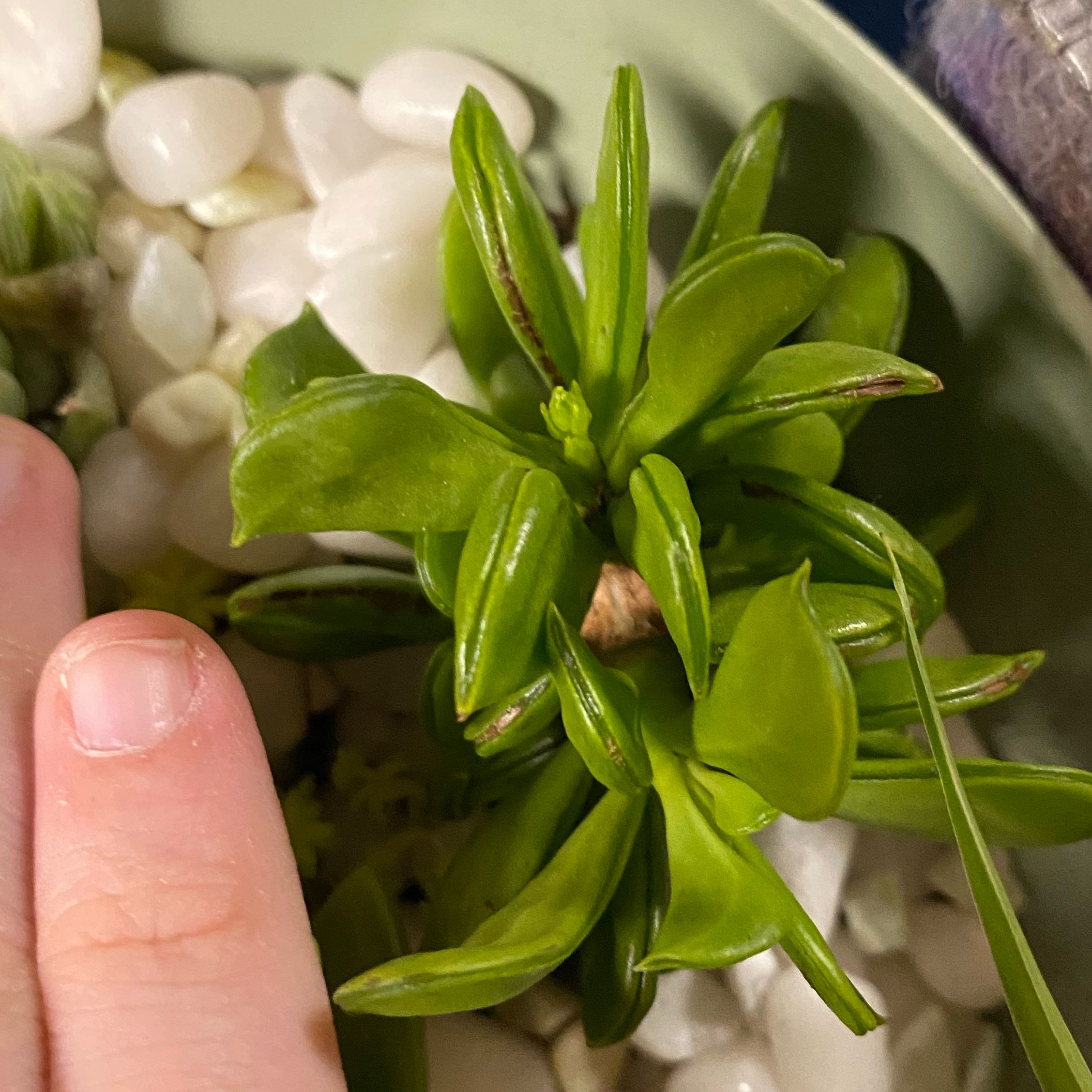 Photo of the plant species Taco Plant by @HardyGiantreed5 named Taco on Greg, the plant care app