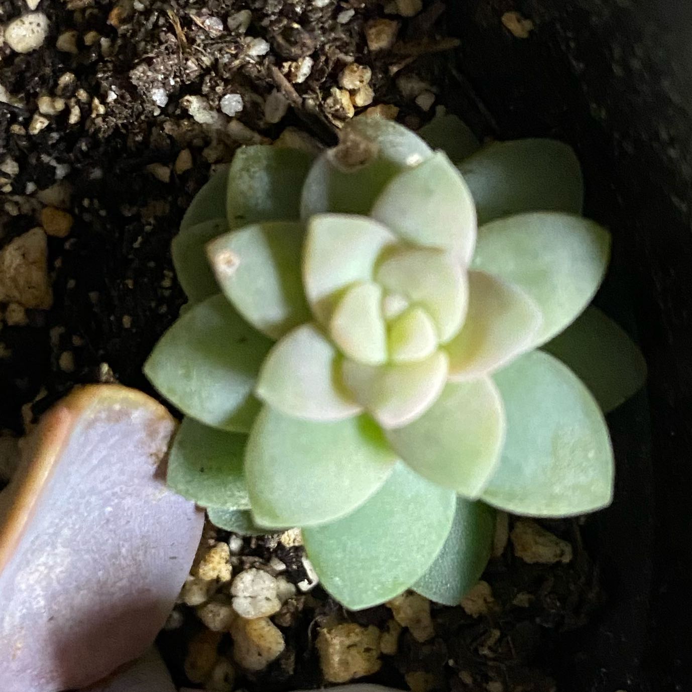 Photo of the plant species Beautiful Graptopetalum by @HardyGiantreed5 named Elina on Greg, the plant care app
