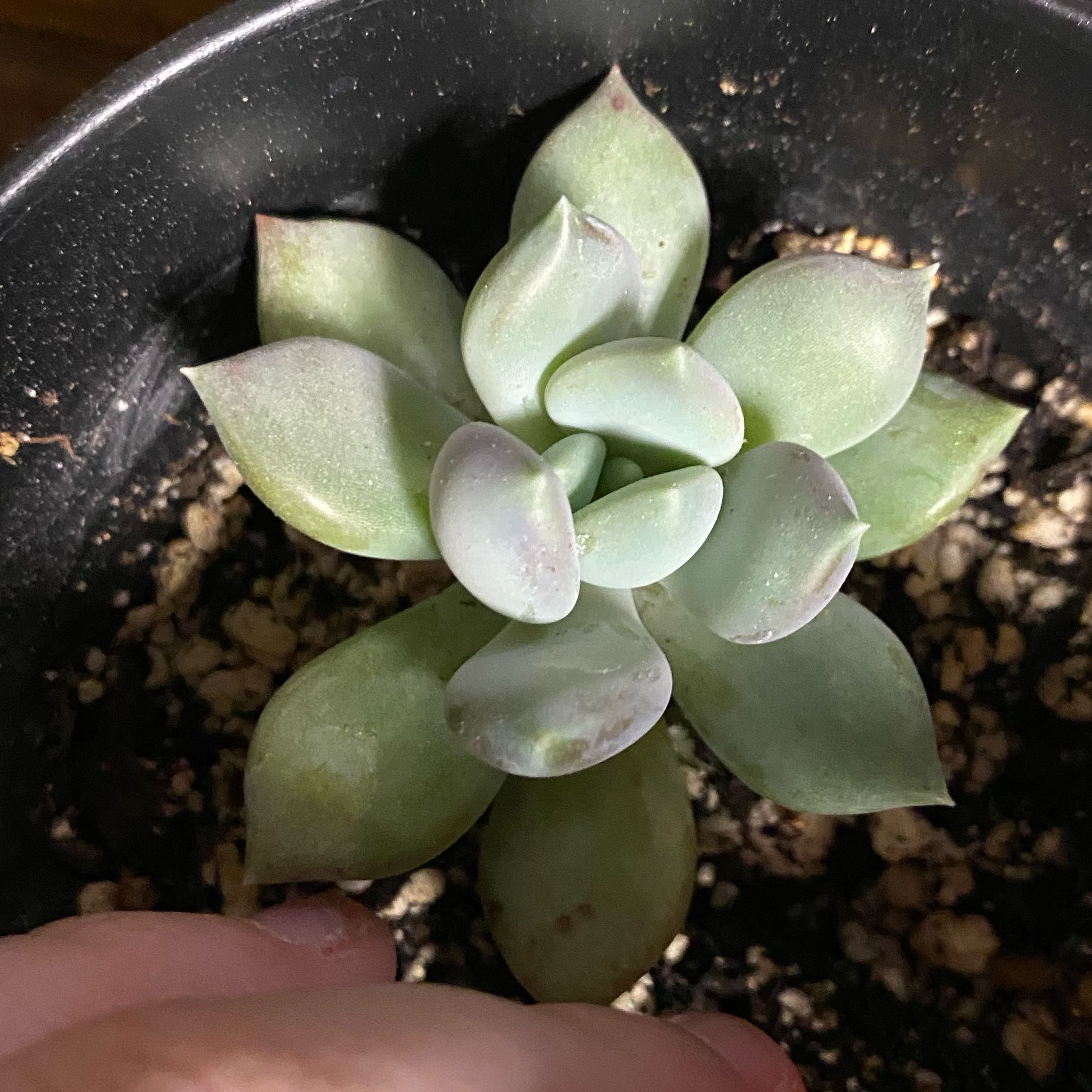 Photo of the plant species Graptoveria 'Opalina' by @HardyGiantreed5 named Eva on Greg, the plant care app