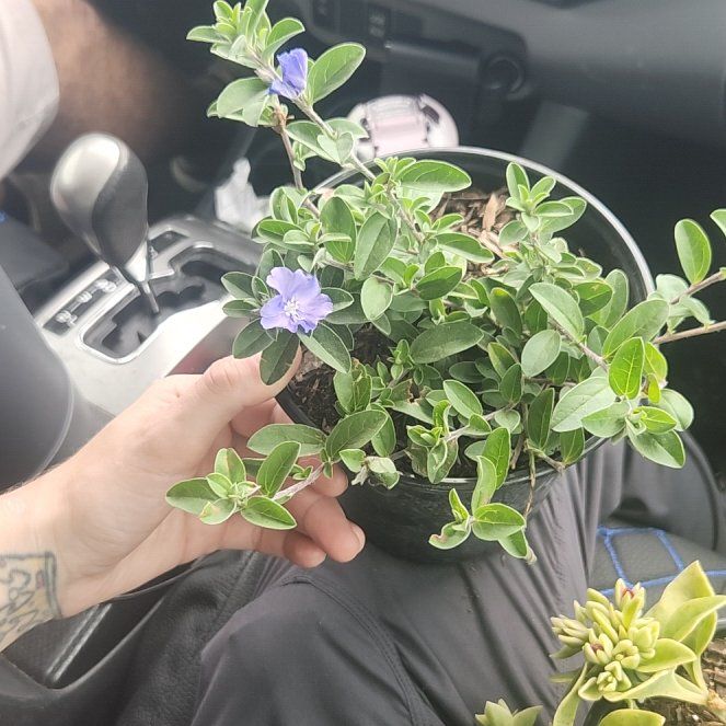 Photo of the plant species Dwarf Morning-Glory by @HipRainbow28 named Aria on Greg, the plant care app