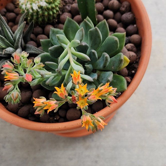 Photo of the plant species San Gabriel River Dudleya by @HipRainbow28 named Beckham on Greg, the plant care app