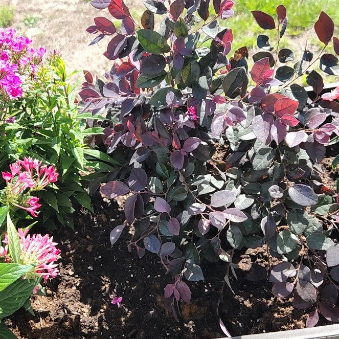 Photo of the plant species Chinese Fringe Flower by @HipRainbow28 named Khaleesi on Greg, the plant care app