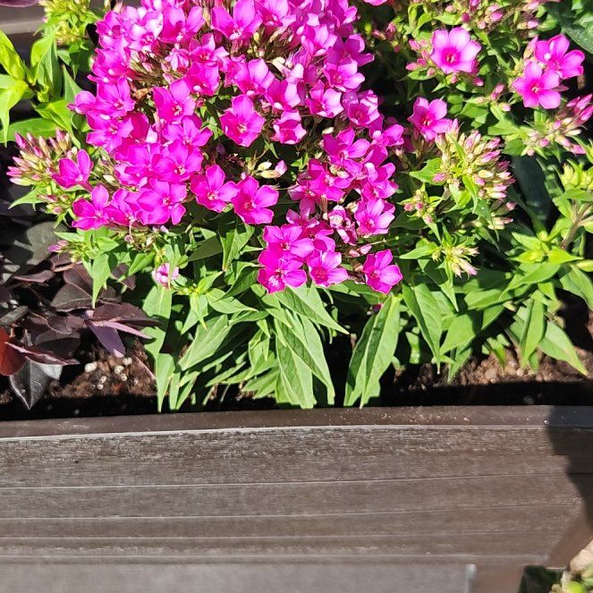 Photo of the plant species Peppermint Twist by @HipRainbow28 named Gregarious on Greg, the plant care app