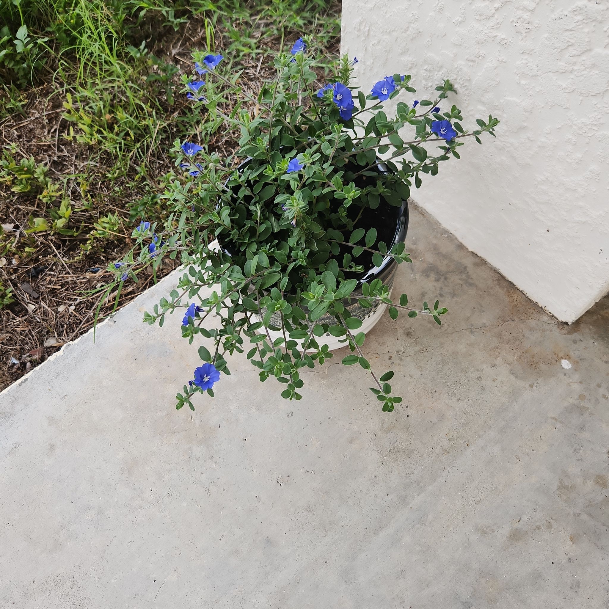 Photo of the plant species Dwarf Morning-Glory by @HipRainbow28 named Aria on Greg, the plant care app