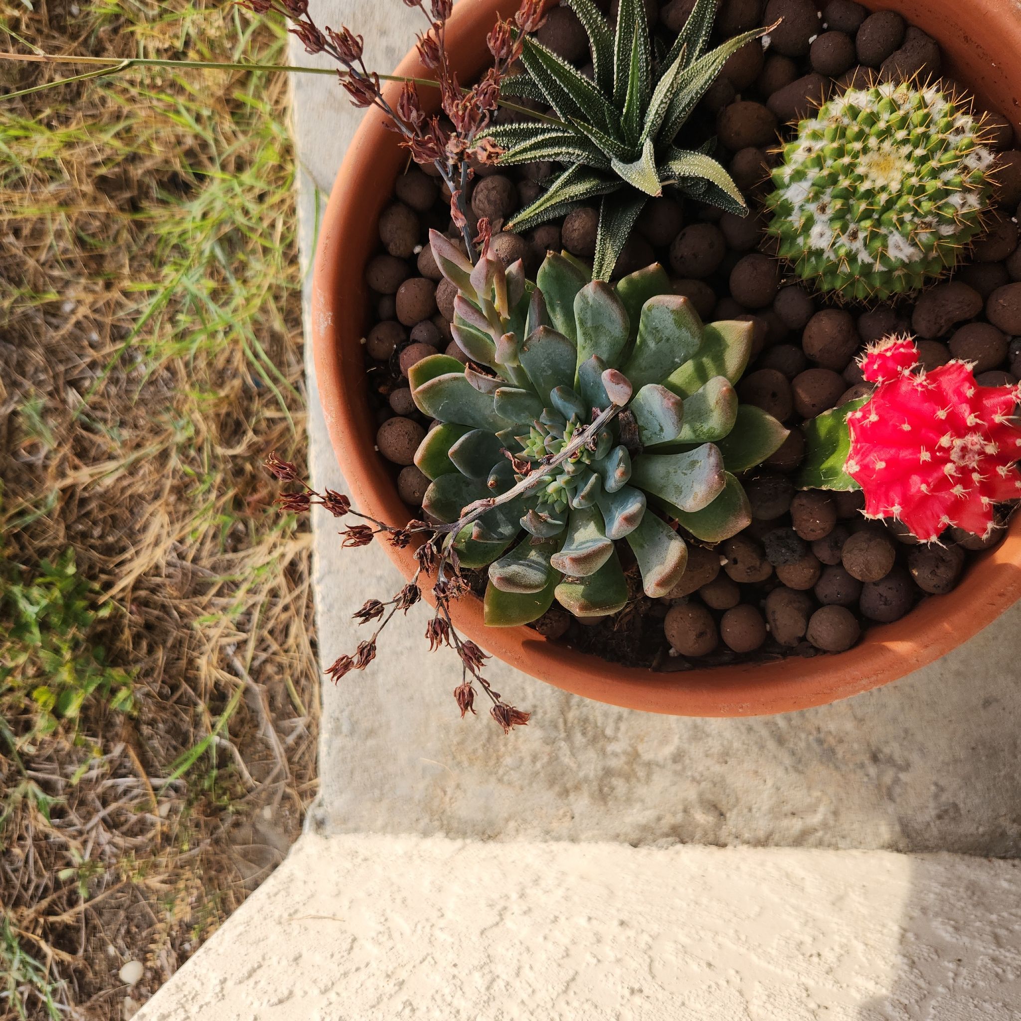 Photo of the plant species San Gabriel River Dudleya by @HipRainbow28 named Beckham on Greg, the plant care app