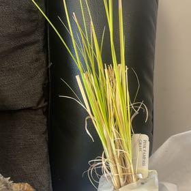 Photo of the plant species Pink Pompous Grass by @LushAloepepe69 named Sherlock on Greg, the plant care app