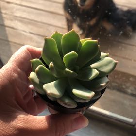Photo of the plant species Graptoveria Moonglow by @EnticingRye50 named Claire on Greg, the plant care app
