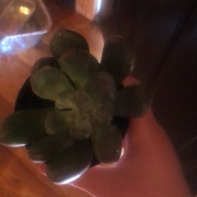 Photo of the plant species Pachyveria 'Blue Jasper' by @EnticingRye50 named Isabella on Greg, the plant care app