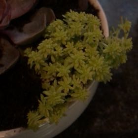 Photo of the plant species Spanish Stonecrop by @EnticingRye50 named Betty Sue on Greg, the plant care app