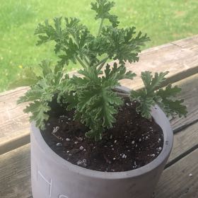 Photo of the plant species Citronella (anti-mosquito plant) by @EnticingRye50 named Andi on Greg, the plant care app