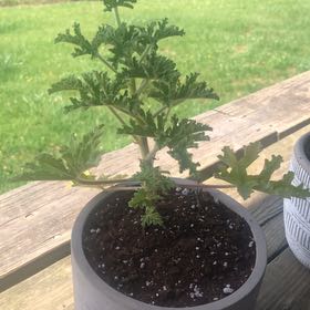 Photo of the plant species Citronella (anti-mosquito plant) by @EnticingRye50 named Bonnie on Greg, the plant care app