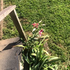 Photo of the plant species Tiger Lily by @EnticingRye50 named Tigger on Greg, the plant care app